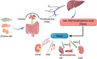 From heart failure and kidney dysfunction to cardiorenal syndrome: TMAO may be a bridge